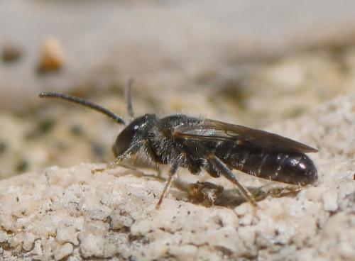 Réf. 243 572 : Lasioglossum sp.
